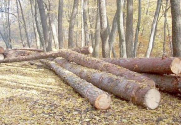Au furat lemn de piersic de la Ferma din Satu Nou